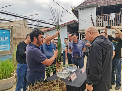 State officials visit Yunnan University for perennial rice planting