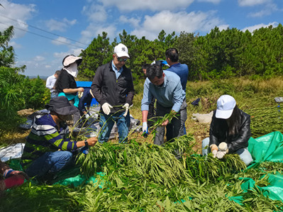 New tech boosts industrial hemp planting in Yunnan