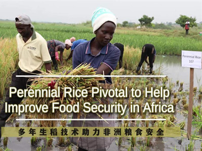 Perennial rice technology could help improve Africa's food security