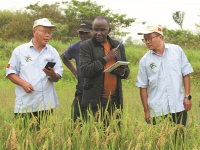 China's rice technology nourishing Africa's needs