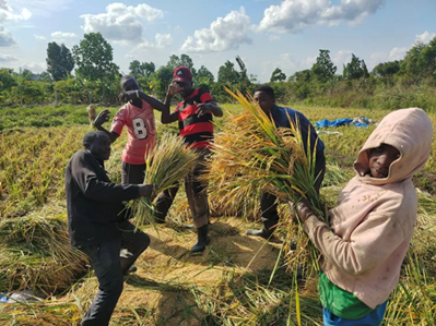 Yunnan University's perennial rice spurs BRI tech services