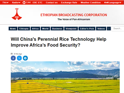 Yunnan University's rice tech included in African Union framework