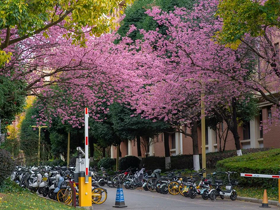 Winter sakura trees bloom at Yunnan University